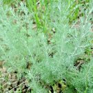 seeds 2000 wormwood pest mosquito deer repellent herb medicinal perennial