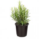 seeds rosemary | heirloom - non-gmo herb 