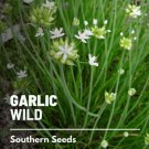 seeds garlic, wild - medicinal herb heirloom non-gmo (allium canadense)
