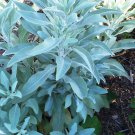 seeds 125 white sage / indian herb/ grow your own salvia apiana packed
