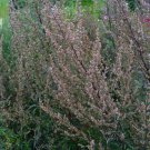 1000 seeds artemisia vulgaris - mugwort / common wormwood medicinal herb