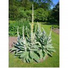 great mullein, 200 seeds. (verbascum thapsus) heirloom~organic. .