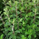 1000 seeds marjoram sweet herb garden medicinal culinary perennial non-gmo