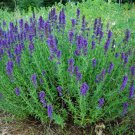 seeds hyssop 500 common herb heirloom perennial non-gmo seller