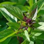 200 thai sweet large leaf basil seeds/herb/organic/non-gmo/gardening/planting