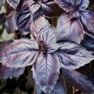 seeds purple basil 200 herb garden spice culinary cooking non-gmo