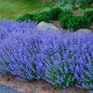 seeds 200 catnip - perennial bug repelling non gmo heirloom herb
