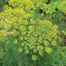 seeds mammoth dill | heirloom - non-gmo herb