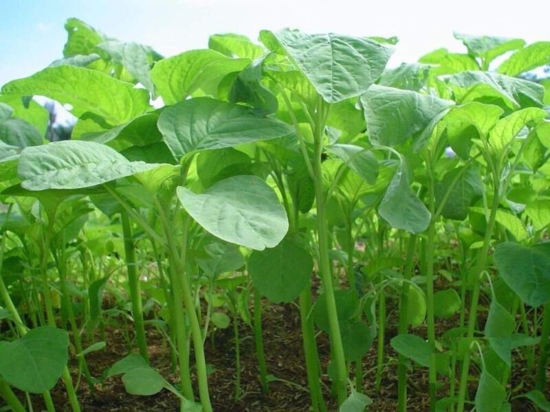 seeds stem amaranth (data shak ) - green super spinach 9000