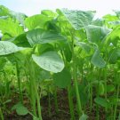 seeds stem amaranth (data shak ) - green super spinach 9000