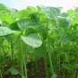 seeds stem amaranth (data shak ) - green super spinach 9000