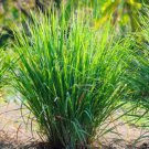 seeds 50 lemon grass (cymbopogon citratus) fresh non-gmo garden -