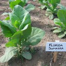 1000 seeds florida sumatra tobacco ~ heirloom cigar wrapper non-gmo