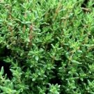 seeds common thyme 3000 thymus vulgaris herb garden non-gmo