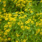 seeds rue 150 common herb repellent heirloom non-gmo seller