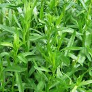 seeds 1000tarragon russian tarragon dragon wort perennial garden herb