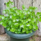 seeds 5000 crab claw - rau cang cua shiny bush aka. peperomia pellucida