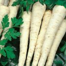seeds hamburg rooted parsley 500 petroselinum crispum herb garden