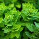 1000 seeds oregano italian mediterranean medicinal culinary pizza herb non-gmo