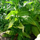 1000 seeds golden burley tobacco ~ heirloom nicotiana tabacum flavorful