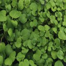 seeds watercress cress | heirloom - non-gmo herb