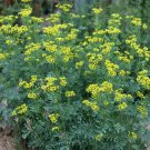 seeds 100 rue (ruta graveolens) | medicinal herb non - gmo, ship