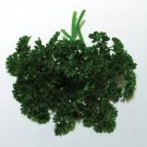 forest green parsley seeds, non-gmo, heirloom, variety sizes, bulk, ship