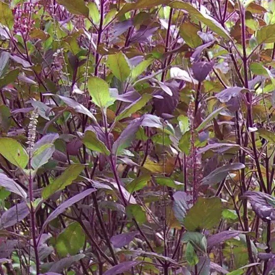 500  red leaf holy basil / krishna tulsi/non-gmo heirloom herb garden fresh