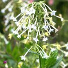 seeds 1500 white jasmine flowering tobacco (nicotiana sylvestris) tropical herb