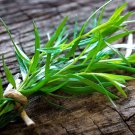 300 seeds tarragon non gmo