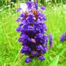 50 seeds heal all prunella vulgaris fresh
