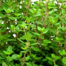 500 winter thyme herb seeds-non gmo-open pollinated-organic.