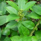 seeds gymnema sylvestre herb
