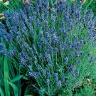 seeds lady lavender | heirloom - non-gmo herb