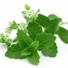 seeds 400 stevia rebaudiana (0.5g) natural sweetener organic non-gmo seller