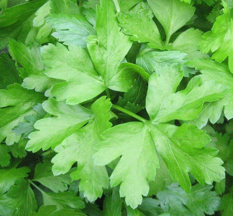 seeds dark green flat leaf italian parsley 500 herbs cooking