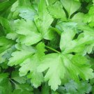 seeds dark green flat leaf italian parsley 500 herbs cooking