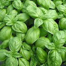 seeds genovese basil | 1,000 heirloom - non-gmo
