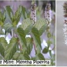 25 seeds chocolate mint herb plant seller home grown