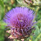 seeds 15 cardoon | heirloom - non-gmo herb