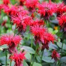 50 seeds bee balm scarlet red monarda didyma perennial hummingbirds non-gmo