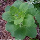 30 seeds papalo herb seed (porophyllum ruderale ssp. macrocephalum) fresh