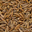 seeds caraway | heirloom - non-gmo herb