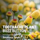 50 seeds toothache plant - medicinal herb gmo (spilanthes oleracea)