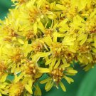 seeds 300 goldenrod (solidago canadensis) organic majestic showy medicinal herb