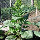1000 seeds mohawk nicotiana rustica tobacco - sacred