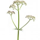 50 seeds valeriana officinalis | valerian root perennial medicinal sleep herb