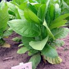 1000 9 seeds burley nicotiana ~ drought resistant non-gmo tabacum