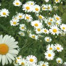 1200 seeds - chamomile german herb white groco* buy 15-ships