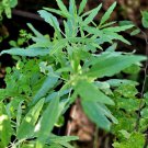seeds 25 pipicha (porophyllum linaria) pipitza, organic heirloom chepiche rare